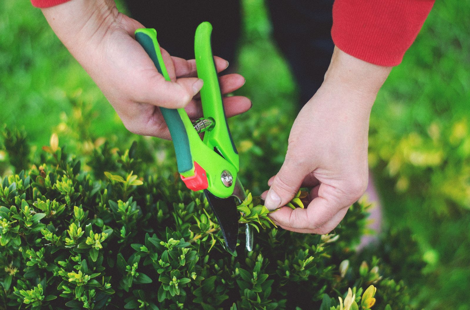 Pruning shears at work in a border